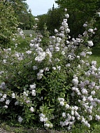 ������ ���� ���� (Mont Rose) ��������� �2,4