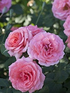 Роза флорибунда Роял Боника (Royal Bonica)