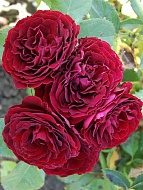 Роза бордюрная Ред Сенсейшен (Red Sensation)