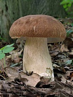 Мицелий Белый гриб сетчатый