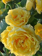 Кордес роза в Голден Гейт