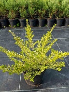 ��������� Variegata �2