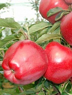 Саженец яблони Ред Чиф 