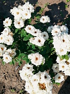 ���� ������ (Vivian) ���������