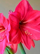 ����������� Pink Surprise ����� 24/26