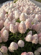 ��������� �������� ���� ������ Magical Sweet Summer ����������� �3