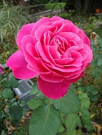 Роза чайно-гибридная Пинк Пис (Pink Peace) 3 л