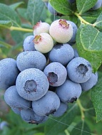 �������� ��������� �2