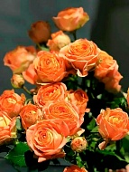 ���� ���� �������� (Juice Sensation) ���������