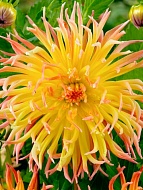 �������� Star Spectacle ����������