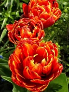 Тюльпан махровый Allegretto (2 шт)