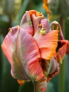 Тюльпан Попугаевидный Blumex Favoriet (3 шт)