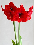 ����������� Red Lion 24/26