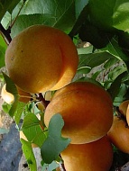 Саженец абрикоса Дионис