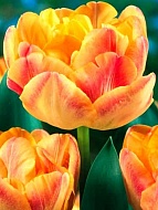 Тюльпан махровый-многоцветковый Сharming Lady (3 шт)