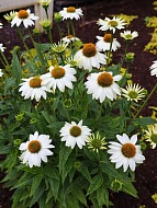      (PowWow White) 2