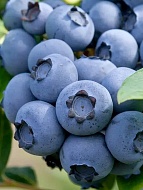 �������� ������� �3