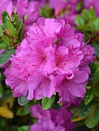    (Geisha Purple) 3 