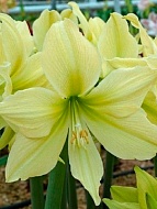 ����������� Yellow Star 26/28