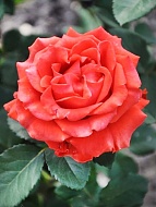 Роза чайно-гибридная Эль Торо  (El Toro)