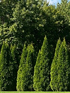��� �������� Pyramidalis Compacta P9, ��.