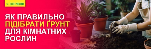 Як правильно підібрати ґрунт для кімнатних рослин