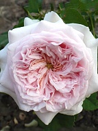 Роза английская Клер Роуз (Claire Rose)