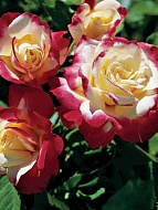 Роза чайно-гибридная Дабл Дилайт 3 л