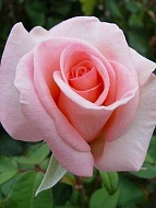 Роза чайно-гибридная Соло Пинк (Solo Pink)