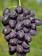 �������� ��������� ������