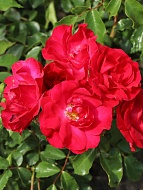    (Rotilia) 3 