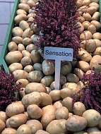 Семенной картофель Сенсейшн 1 репродукция 1 кг