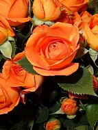 Роза бордюрная Оранж Беби (Orange Baby)