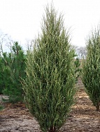 ������������ �������� Silver Star �5