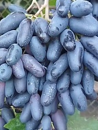 �������� �������� ������� ������������� �����