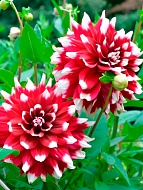 �������� Striped Duet ������������