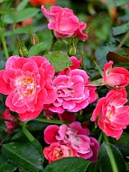 Роза Фуксия Мейландекор (Fuchsia Meillandecor) Почвопокровная