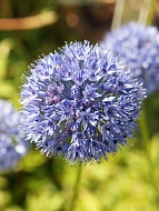  Caeruleum 5+