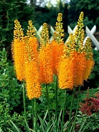 �������� Ruiter-Hybriden