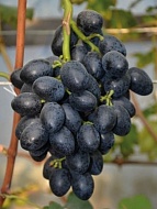 �������� ������� ����� ����������� �����