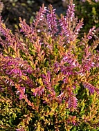 ������ Calluna vulgaris Bonita ��������-������� �12