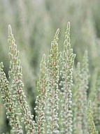 ������ Calluna vulgaris Zilly �12