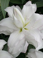   Lotus Beauty ( )