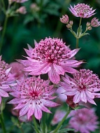 ��������� ������� Rosea P9, ��.