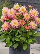 �������� Melody Gipsy