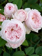 ���� ���� ���� (Claire Rose) ���������� C3, ��.