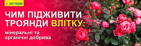 Чим підживити троянди влітку: мінеральні та органічні добрива