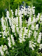 ���������� ���������� Alba �1