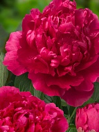 ���� Felix Supreme 2/3