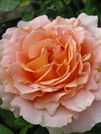 Роза парковая Лорд Байрон